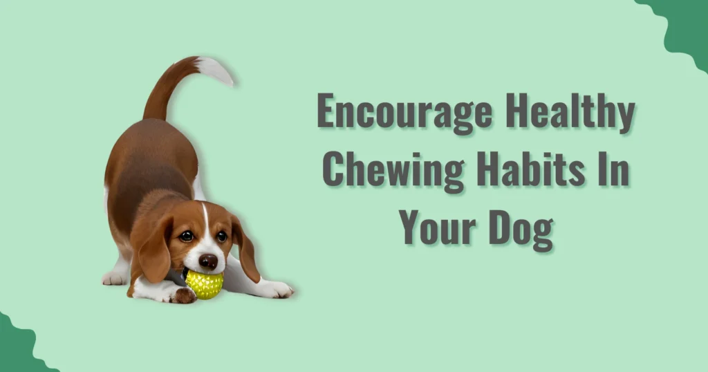 7 Ways to Get Your Dog to Chew On Toy but Not Destroy It