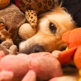 dog cuddling with his favourite toys