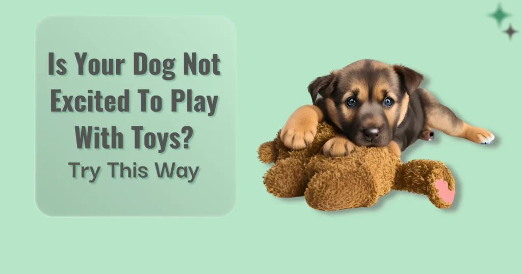 Is your Dog Not excited to play with Toys Try This Way Blog