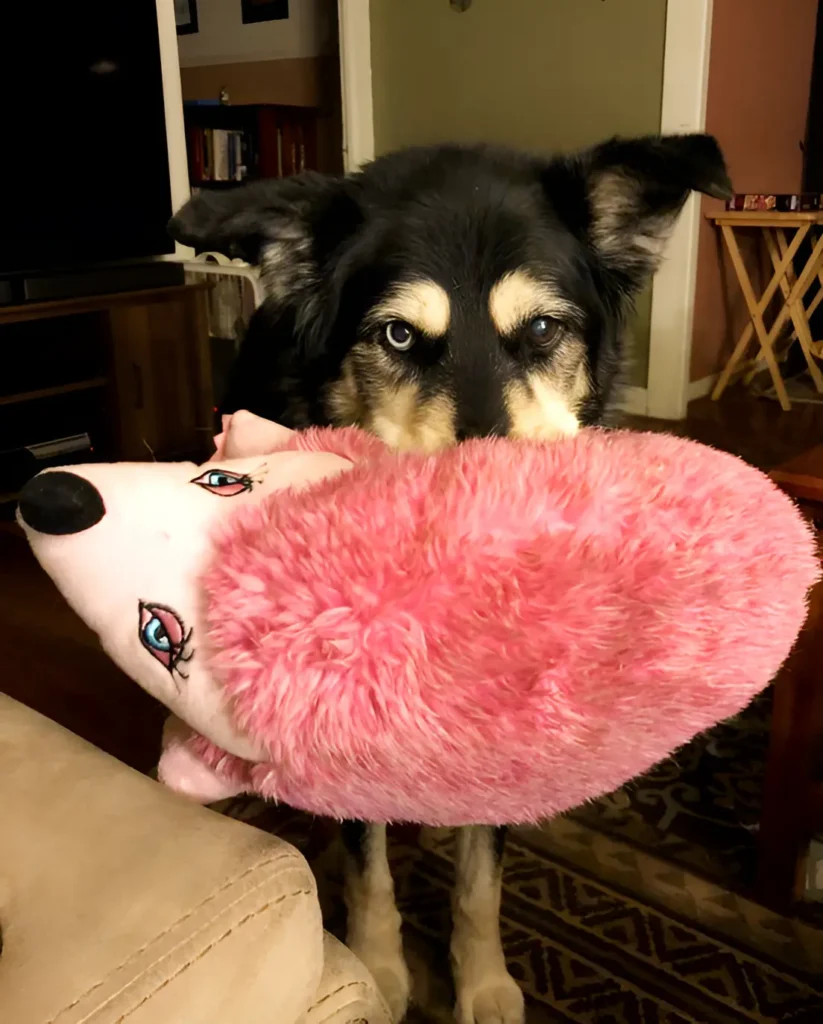 Labrador Husky carrying her plushie and crying