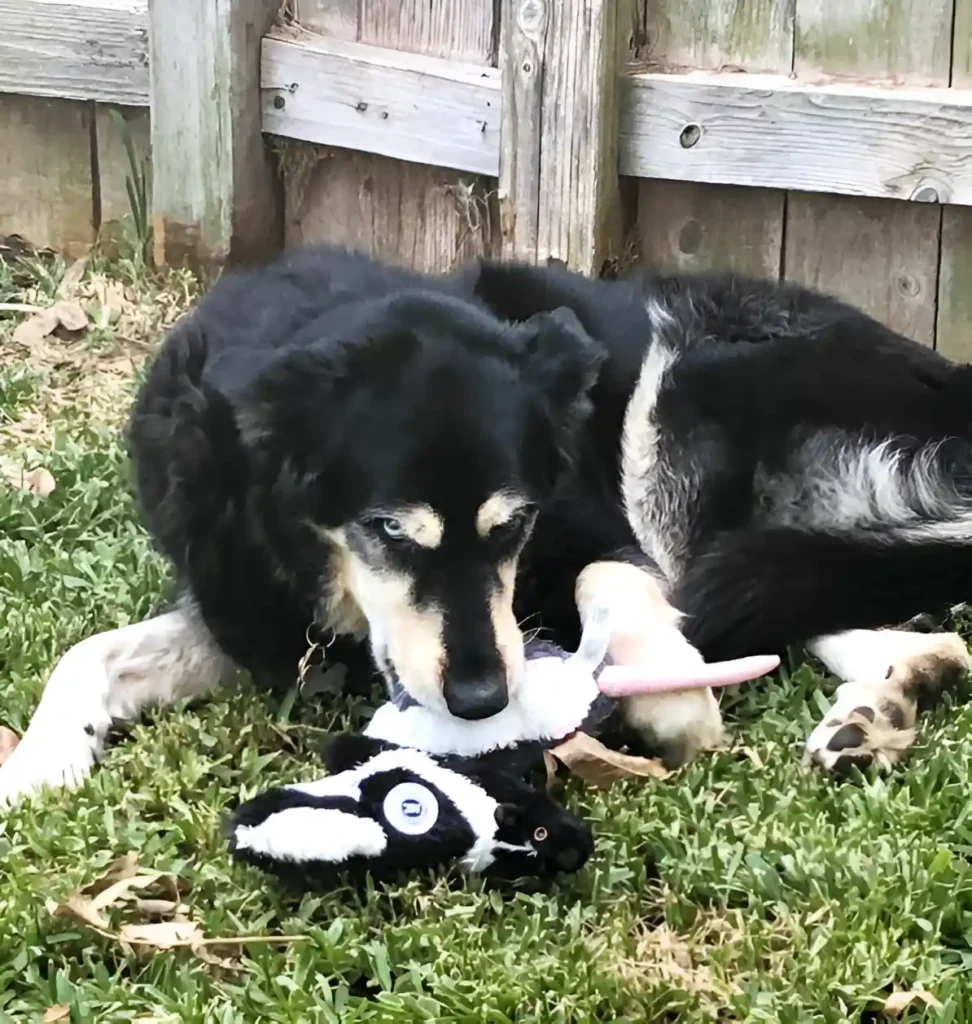 Siberian Husky trying to bury its chew toy