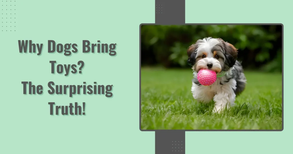 Why Dogs Bring Toys The Surprising Truth 1 Blog