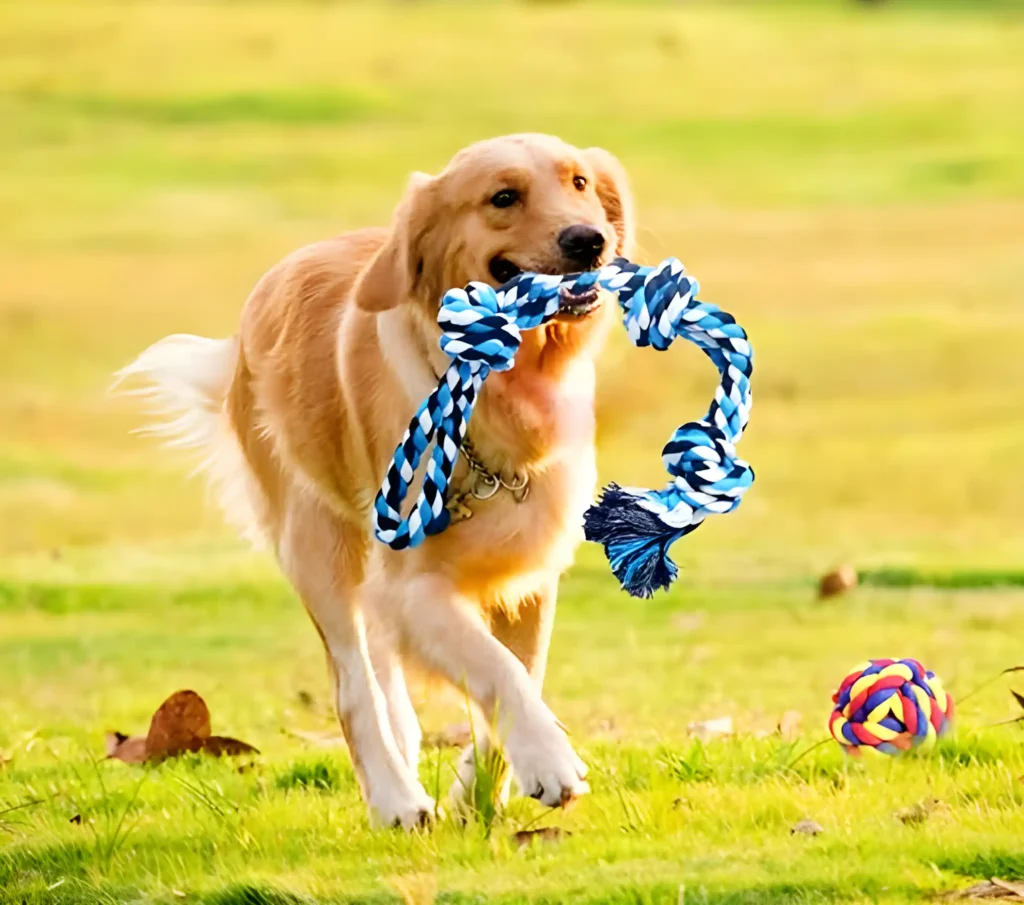 Golden Retriever playing with her favorite rope toy