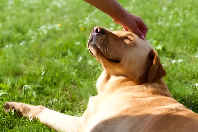 a happy dog laying on greenfield and is loved by owner 