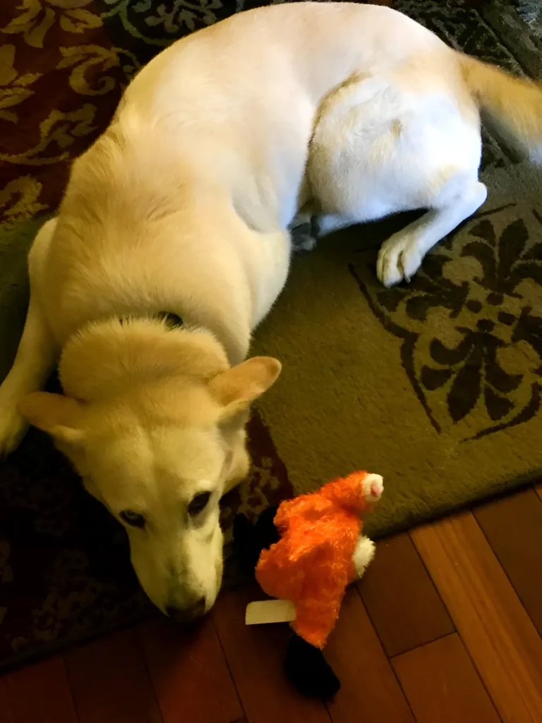 dog bring his toy to owner and wants to play