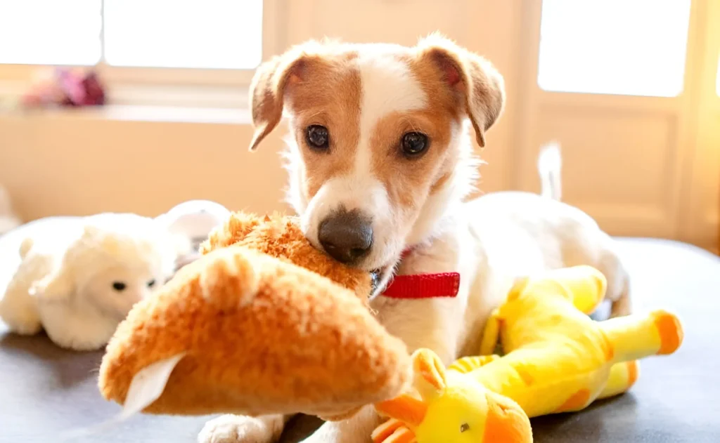 dog picking up his toys to play with them