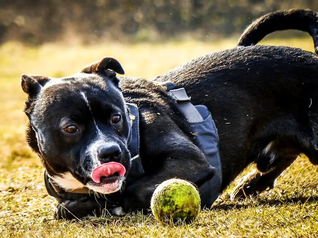 Black Staffordshire Bull Terrier playing fetch with tennis ball