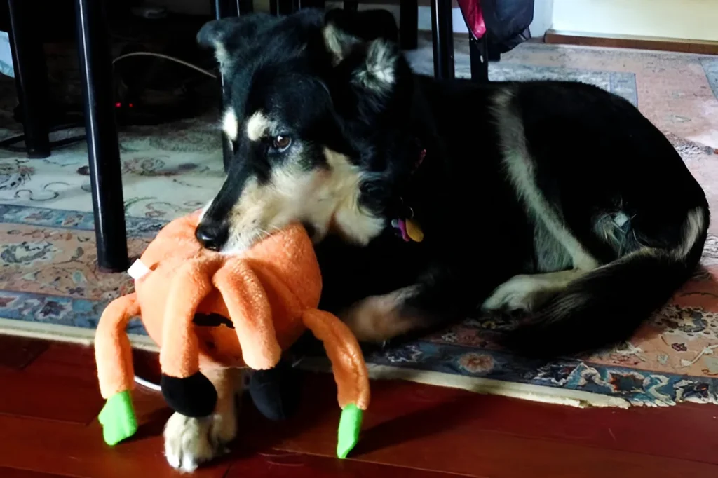 dog whining while playing with his chew toy