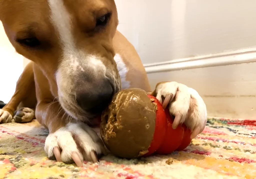 dog licking treat off his kong toy