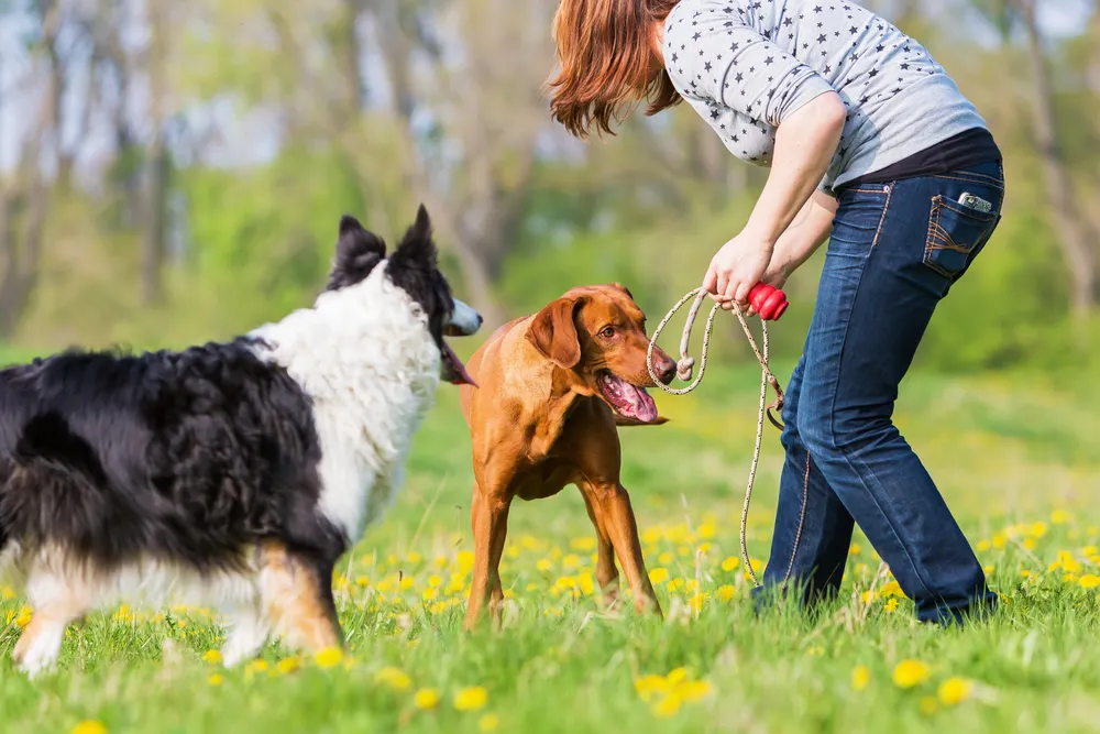 a woman playing with two dogs in a field