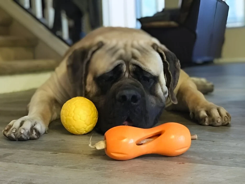 a dog laying on the floor next to a hard toy