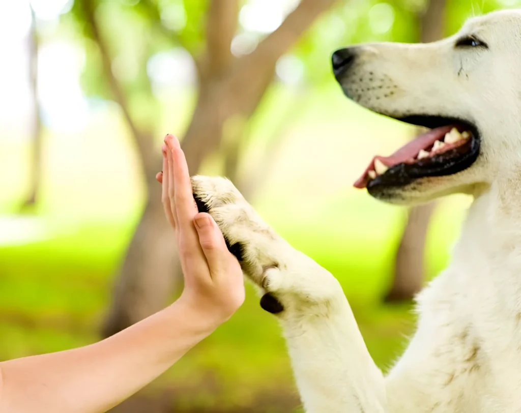 dog playing with his owner