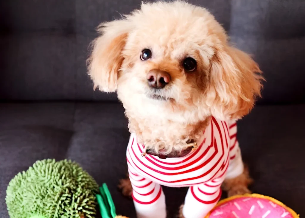 toy poodle with food shaped toys