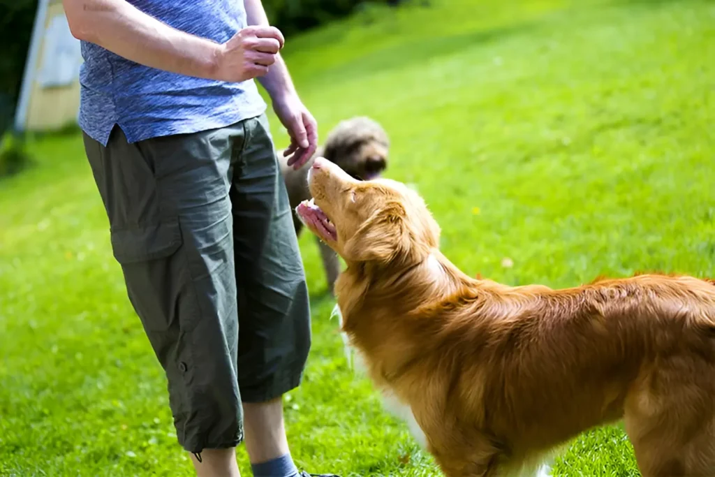 a man is playing with a dog and teaching him commands by using treats