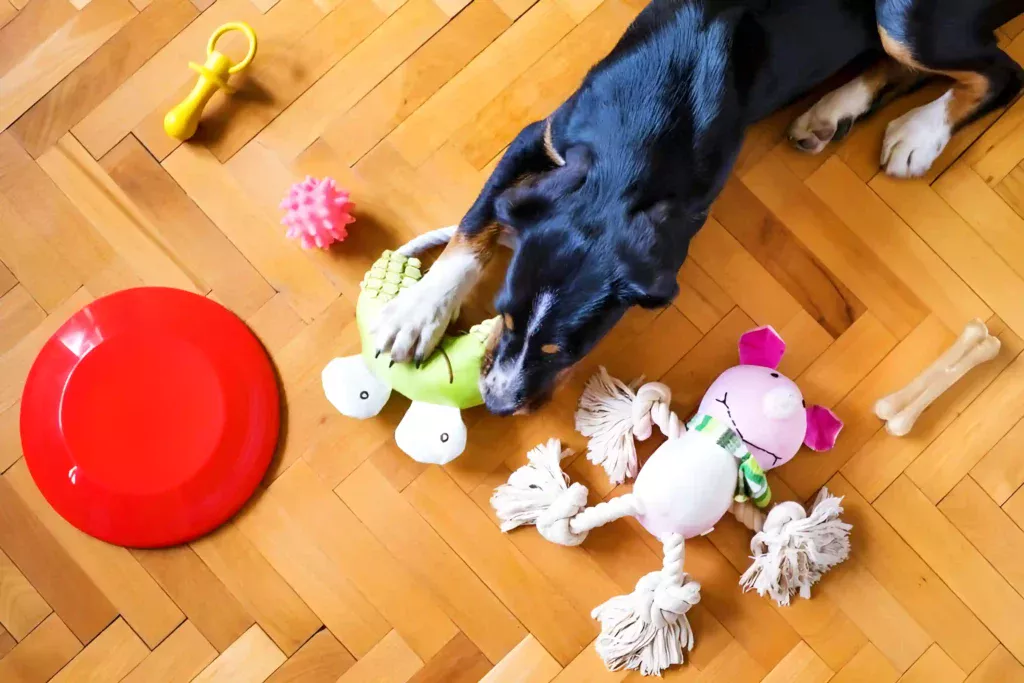 dog playing with his favorite toys on the floor