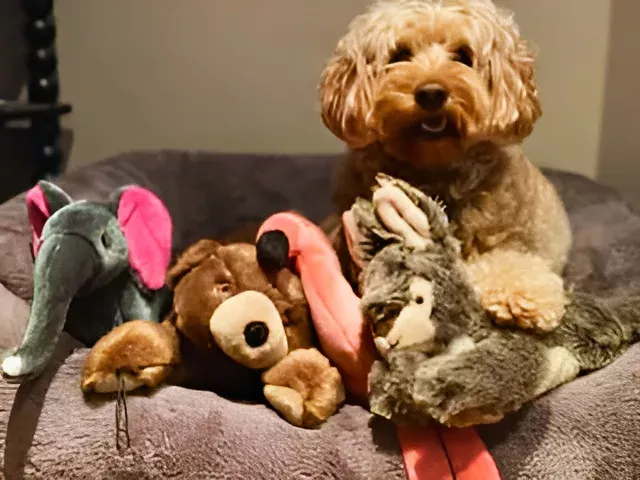 a dog sitting on a bed with different soft toys