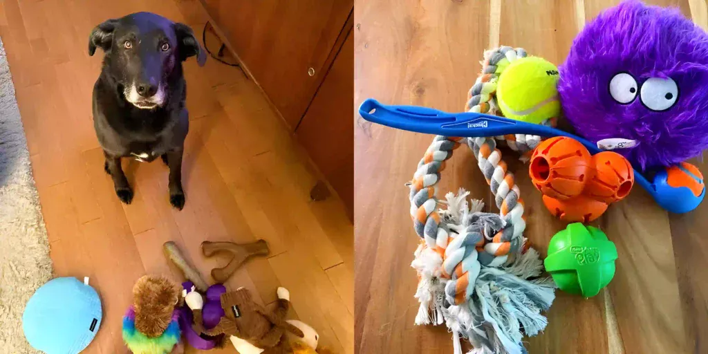 dog with different types of dog toys