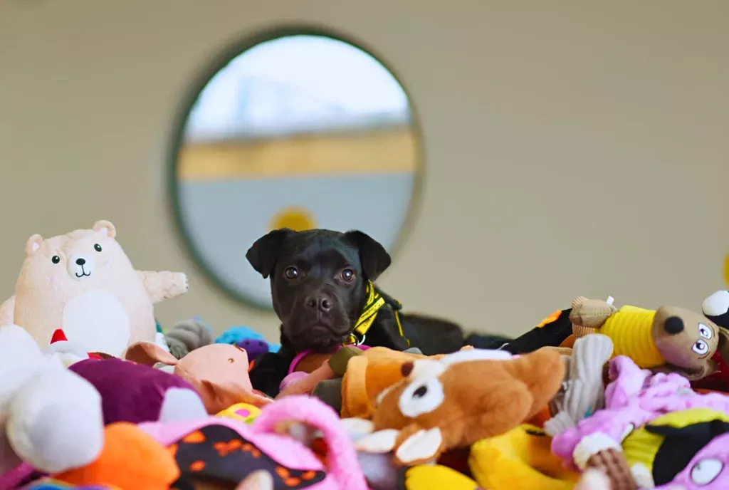 a black dog is sitting among a pile of stuffed animals