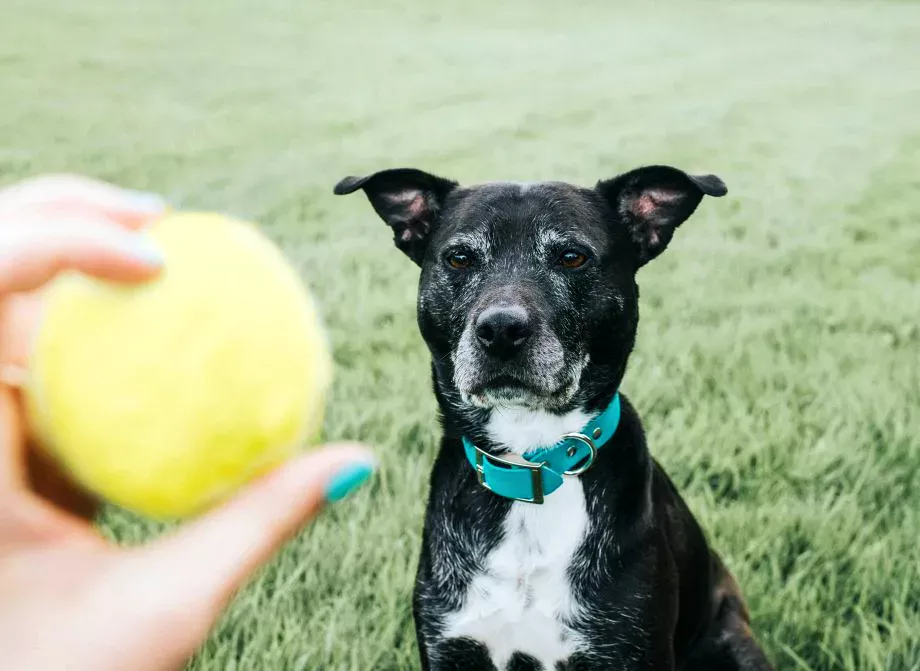 black and white dog sitting in the grass being taught how to play fetch