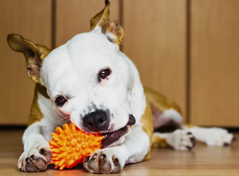 a dog chewing on a toy on the floor