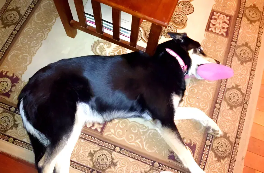 dog laying around while holding  her favorite chew toy in her mouth