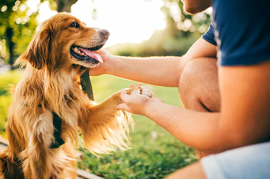 a person shaking hand and petting a dog in a park