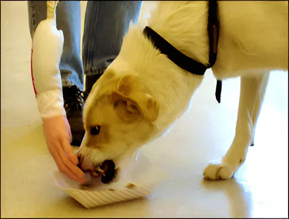 a dog eating food from a plate and showing signs of resource gaurding