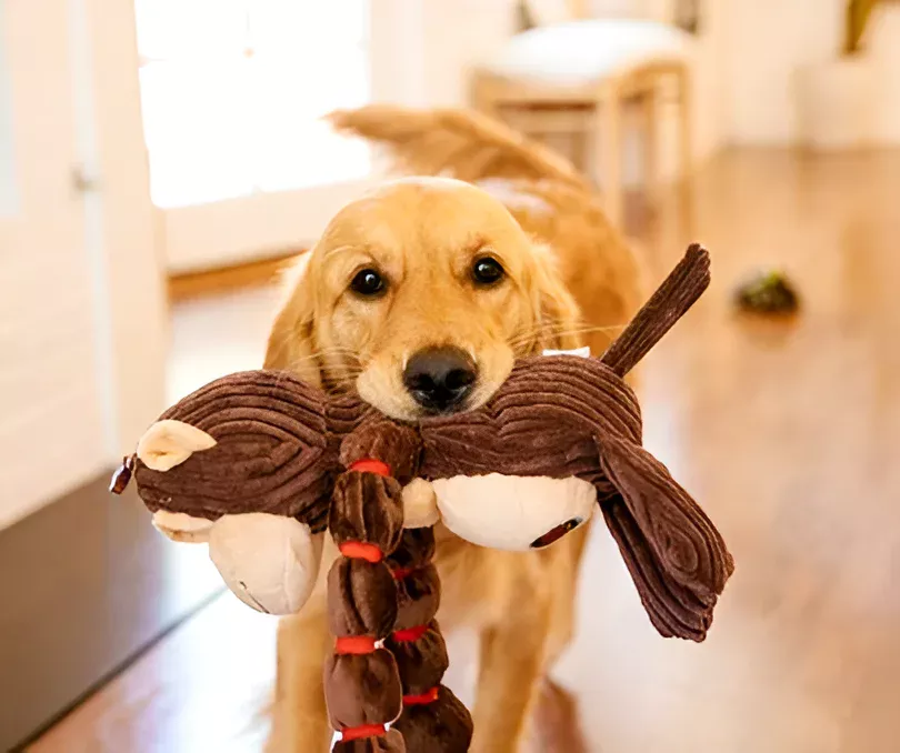 golden retriever puppy carrying his soft toy in mouth 