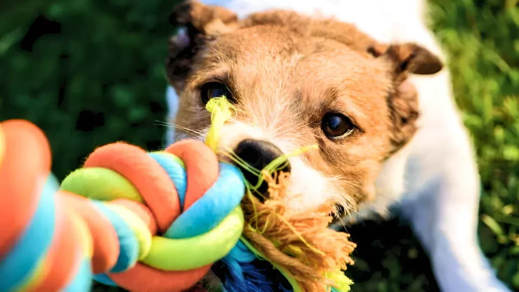 Dog holding rope dog toy in his mouth