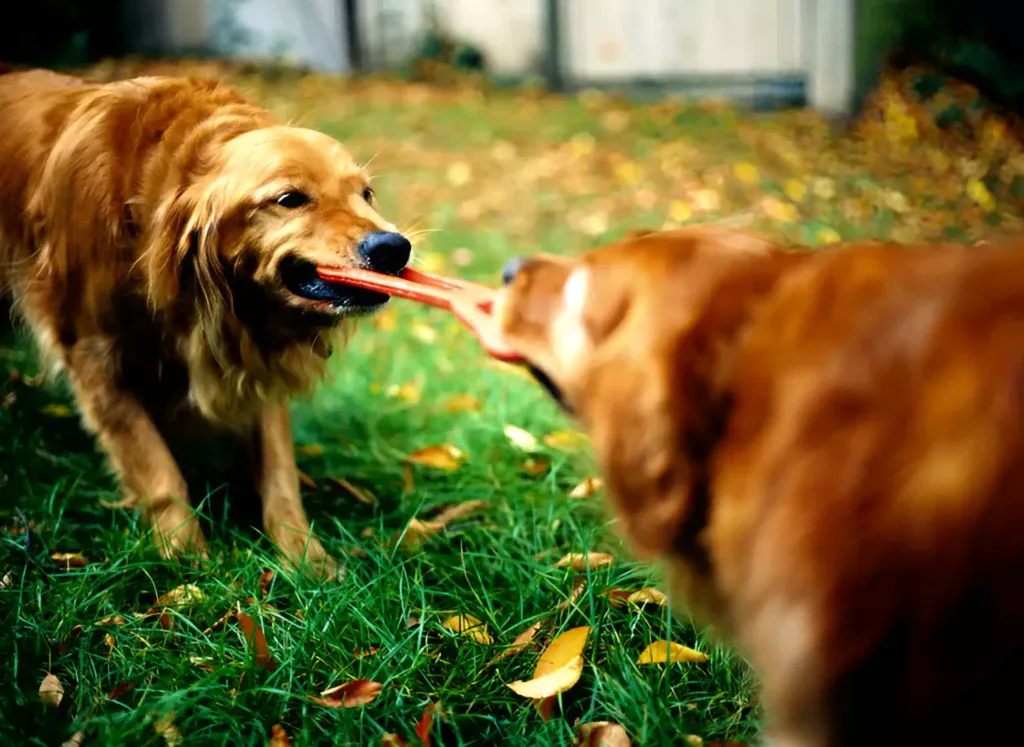 two golden retrievers sharing a toy playing tug