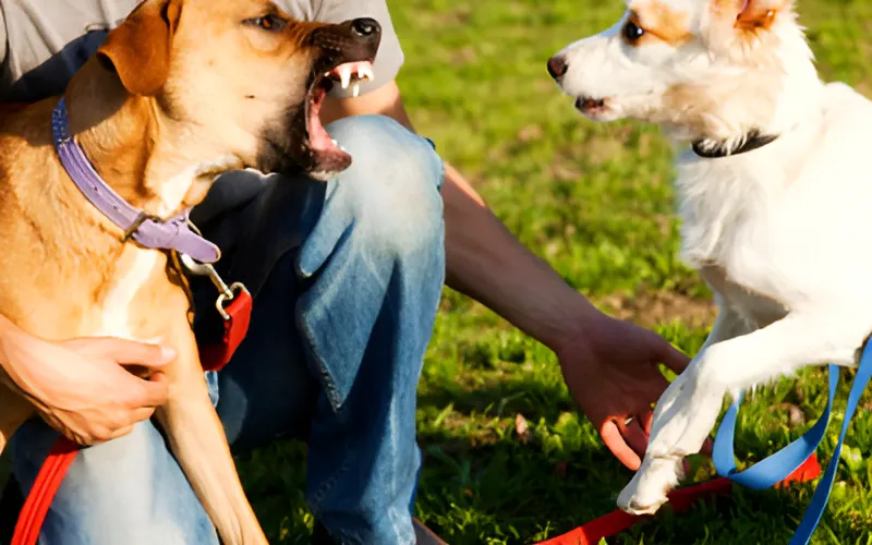 dog being territorial for his toys while playing with other dog