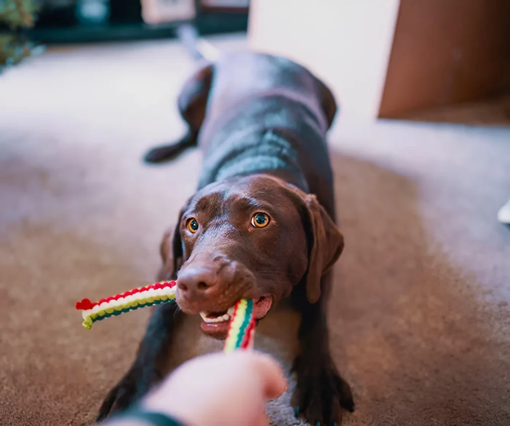 dog playing tug with rope toy