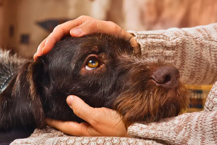 dog seeking comfort in owners lap