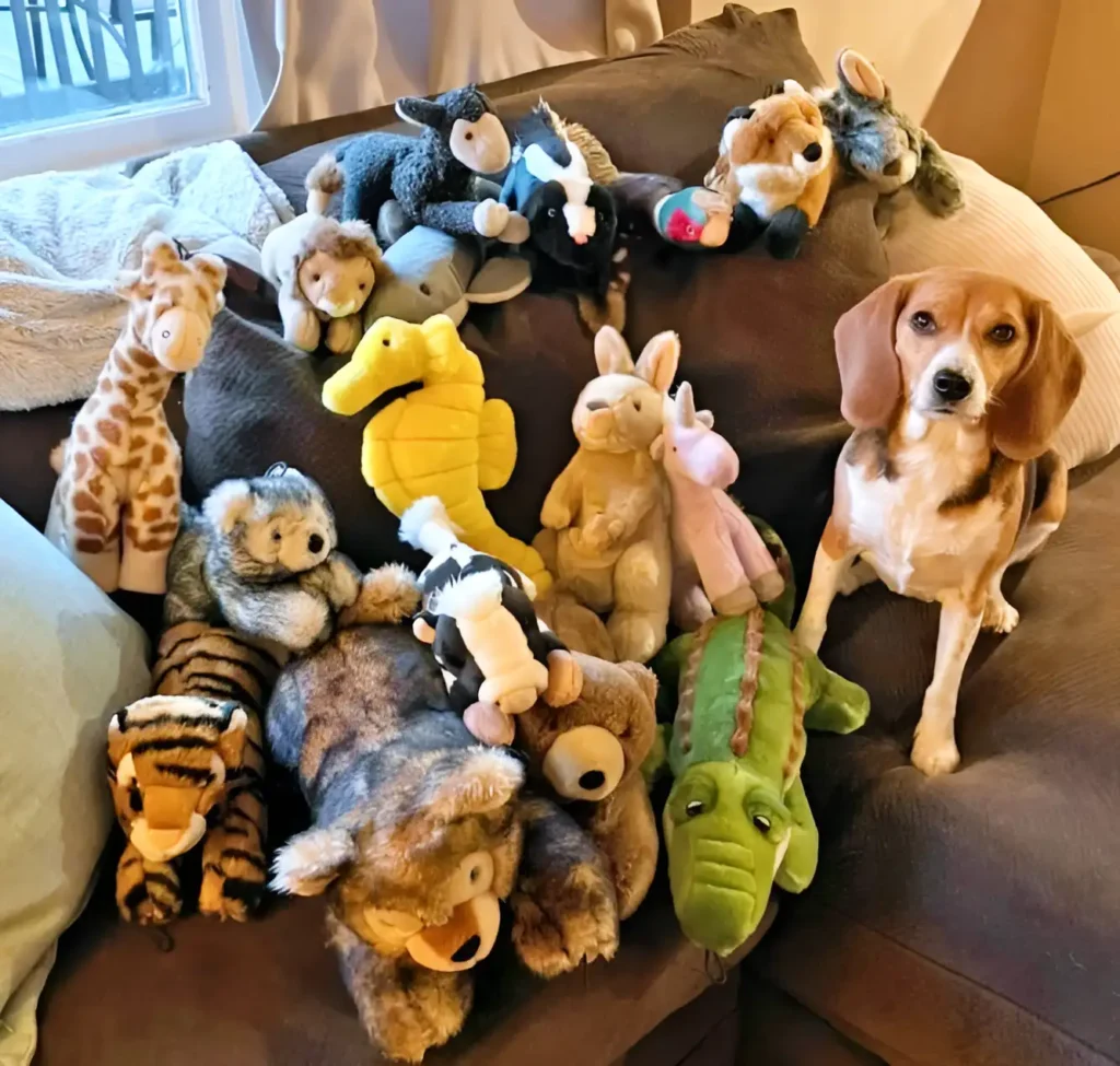 dog with all of her favorite toys 