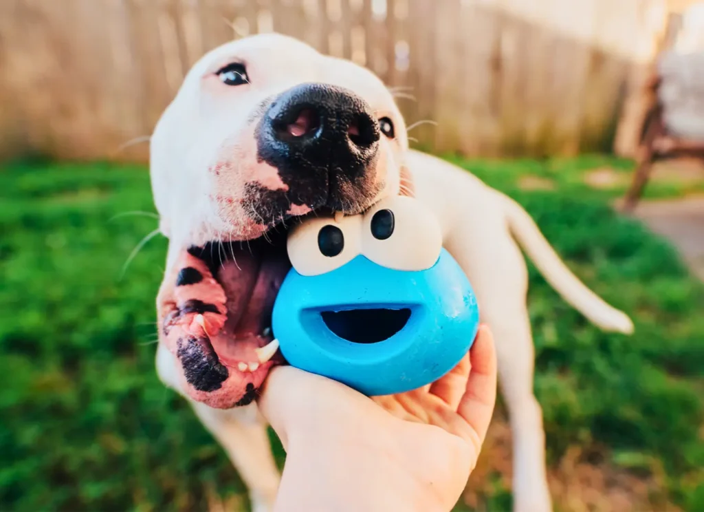 dog with cookie monster chew toy