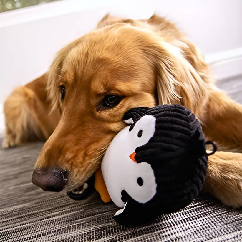 golden retriever chewing on penguin chew toy