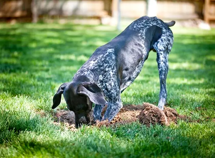 dog burying bone in backyard