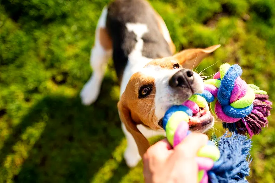 dog playing tug with owner