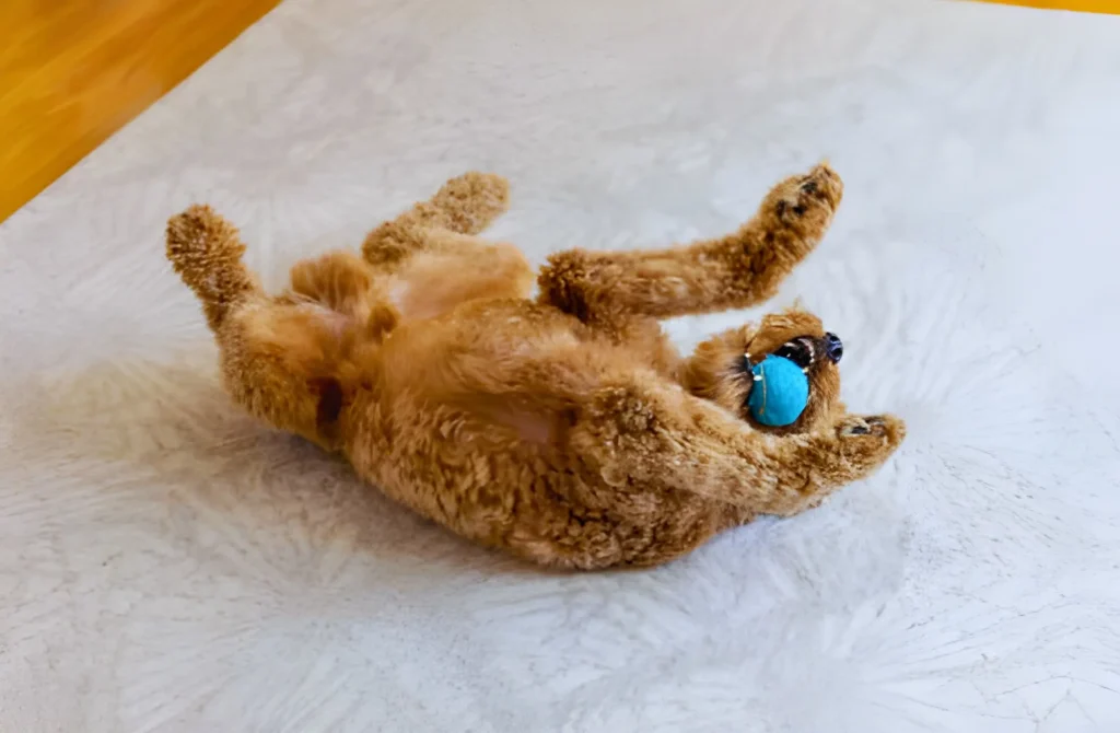 dog rolling on carpet playing with his toy