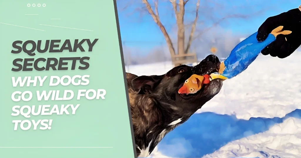 The human and shepherd dog play tug with a squeaky toy chicken outside