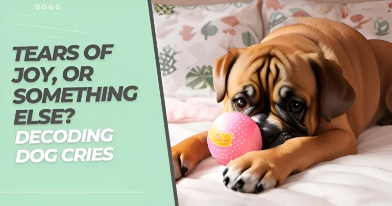 a crying dog laying on a bed with a squeaky ball toy in its mouth