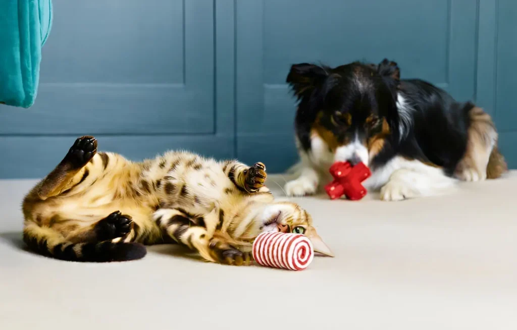 dog and cat playing with cat toys