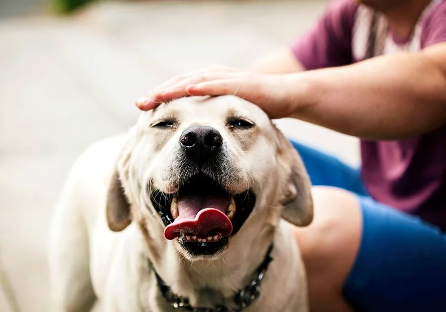 labrador being petted by owner