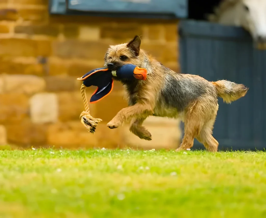 dog running off with his chew toy