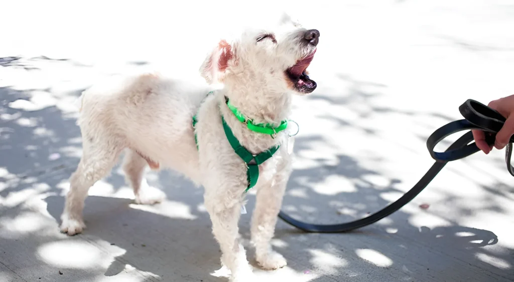 a white dog barking