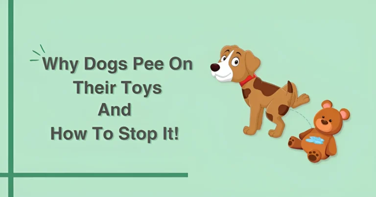 dog pee on his toy how to stop it