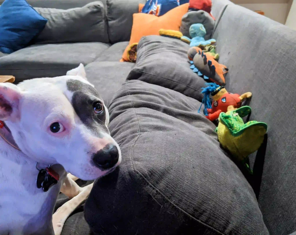 dog hiding his toys behind couch cushions