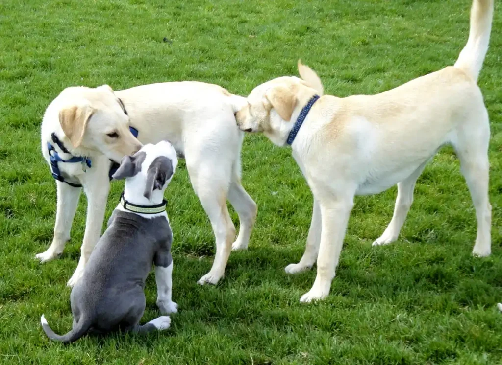 dogs playing with each other