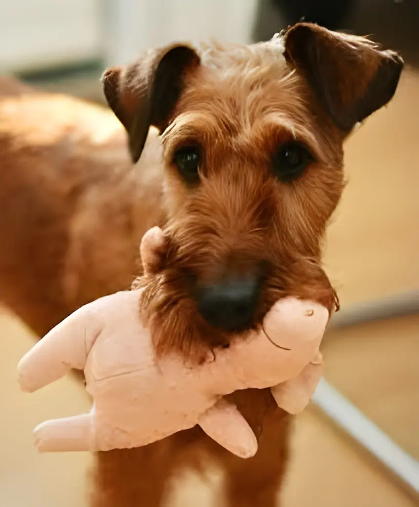 a dog holding a stuffed squeaky animal toy in its mouth