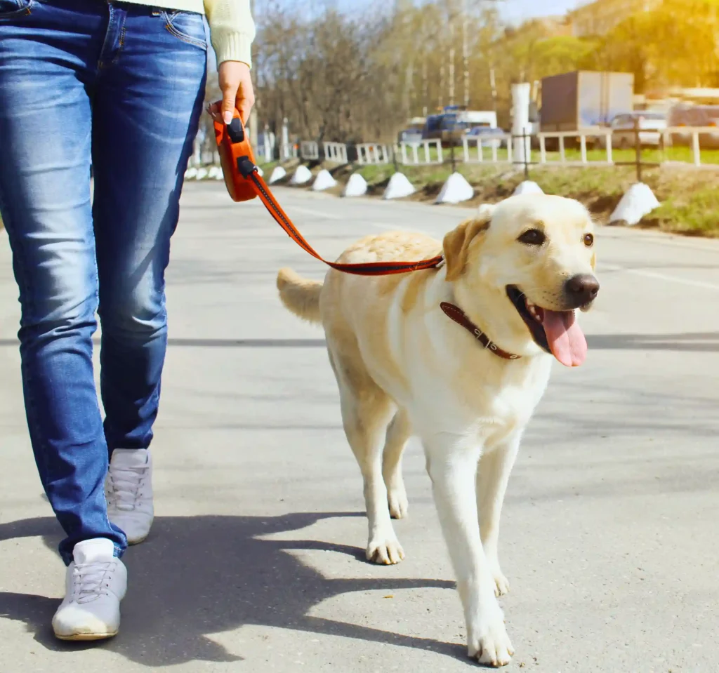 a woman walking a golden retriever dog 